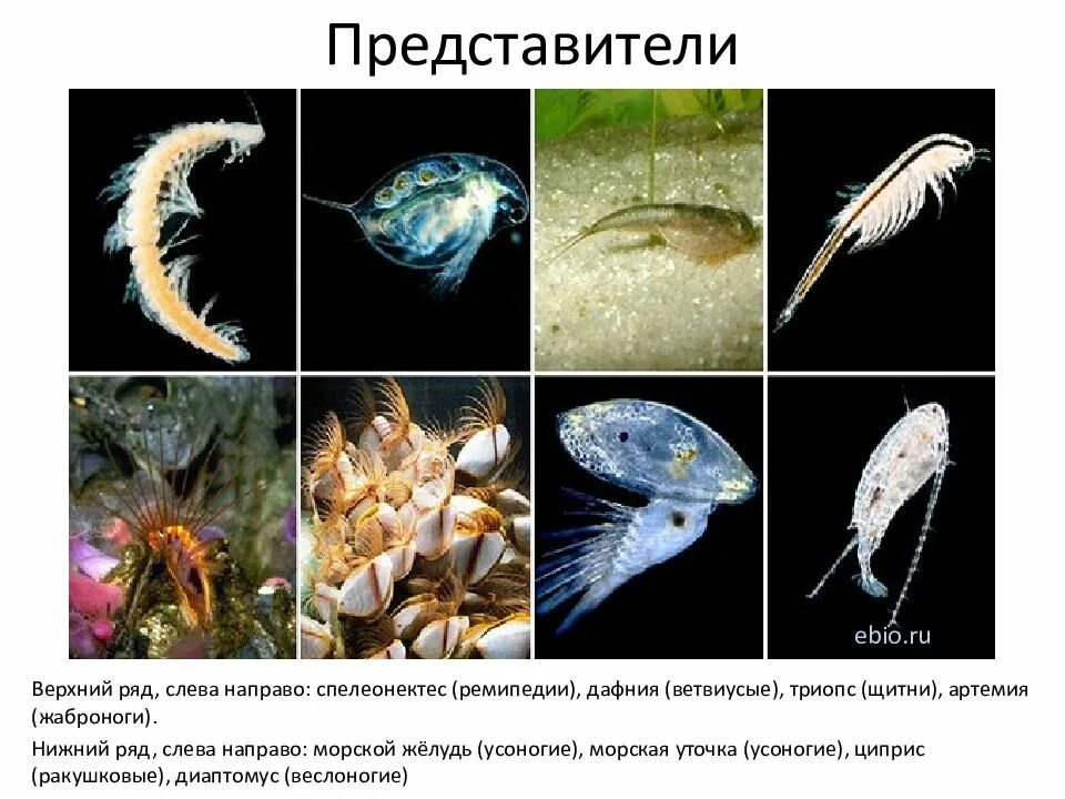 Артемия класс. Веслоногие ракообразные представители. ремипедии ракообразные. рачки дафния и артемия. жаброноги, щитни дафнии.