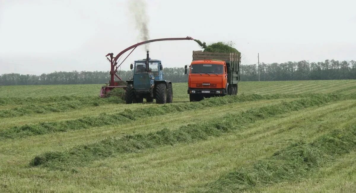 Наращивание зеленой массы