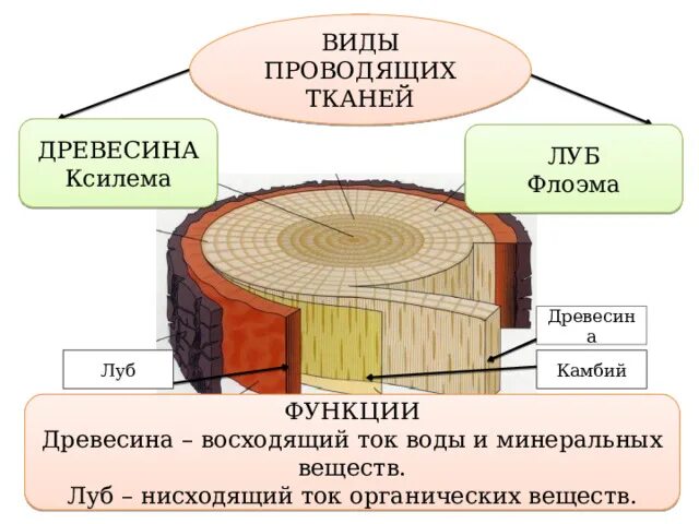 Луб древесина камбий. Луб флоэма. Ксилема флоэма камбий. Ксилема древесина