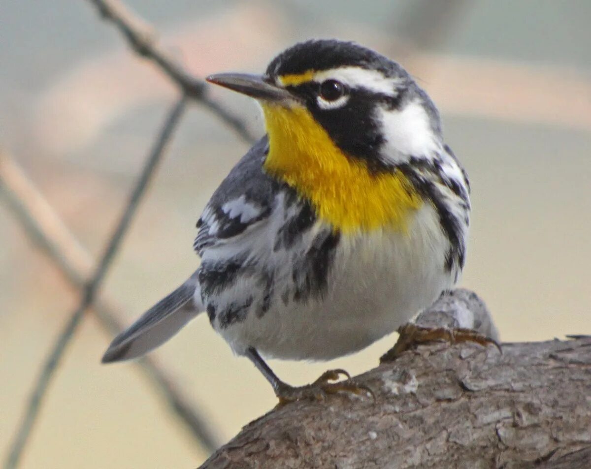 Черная с желтыми пятнами на голове. Желтогрудая трясогузка. Yellow Warbler птица. Трясогузка Иволга. Желтенькая птичка с черной грудкой.