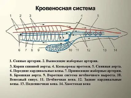 Незамкнутая кровеносная система ланцетник