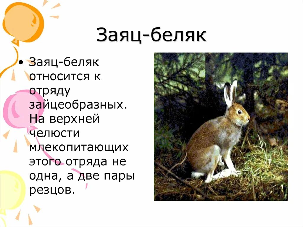 Классификация зайца по биологии 5 класс. Заяц беляк отряд. описание зайца. информация про зайца для детей. сообщение о зайце.