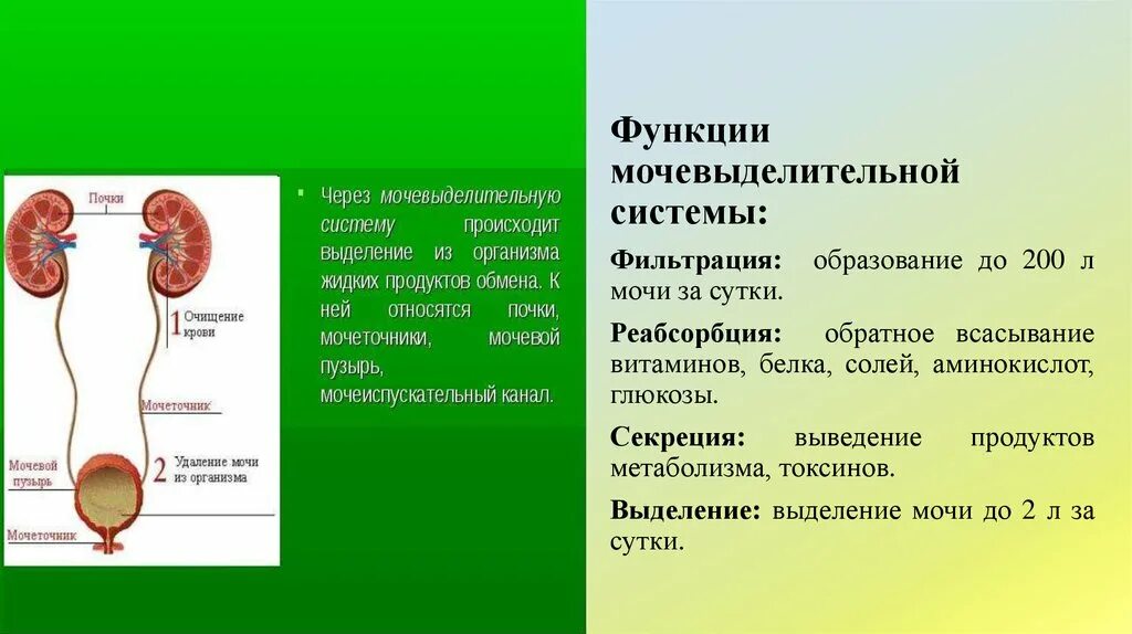 Выделительная функция строение. Функции мочевой системы. Мочевыделительная система мочевой пузырь. Строение и функции выделительной системы кратко.