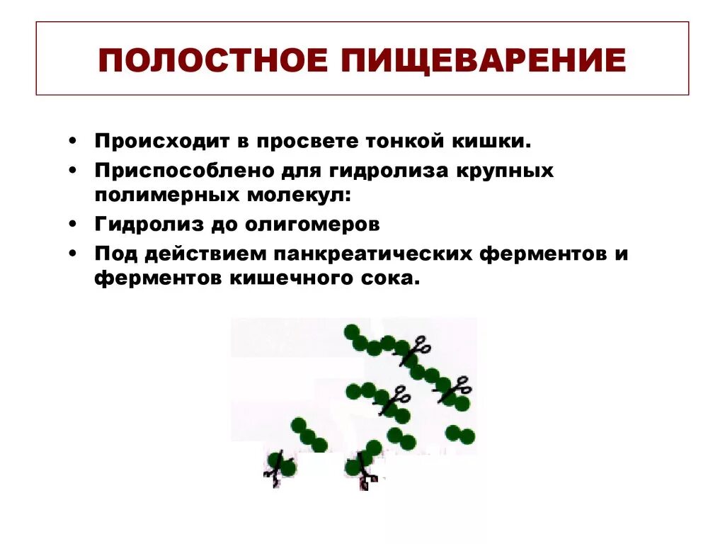 Гидролиз в пищеварении. Полостное и пристеночное пищеварение. Особенности полостного пищеварения таблица. Особенности полостного пищеварения. Особенности плотного пищеварения.