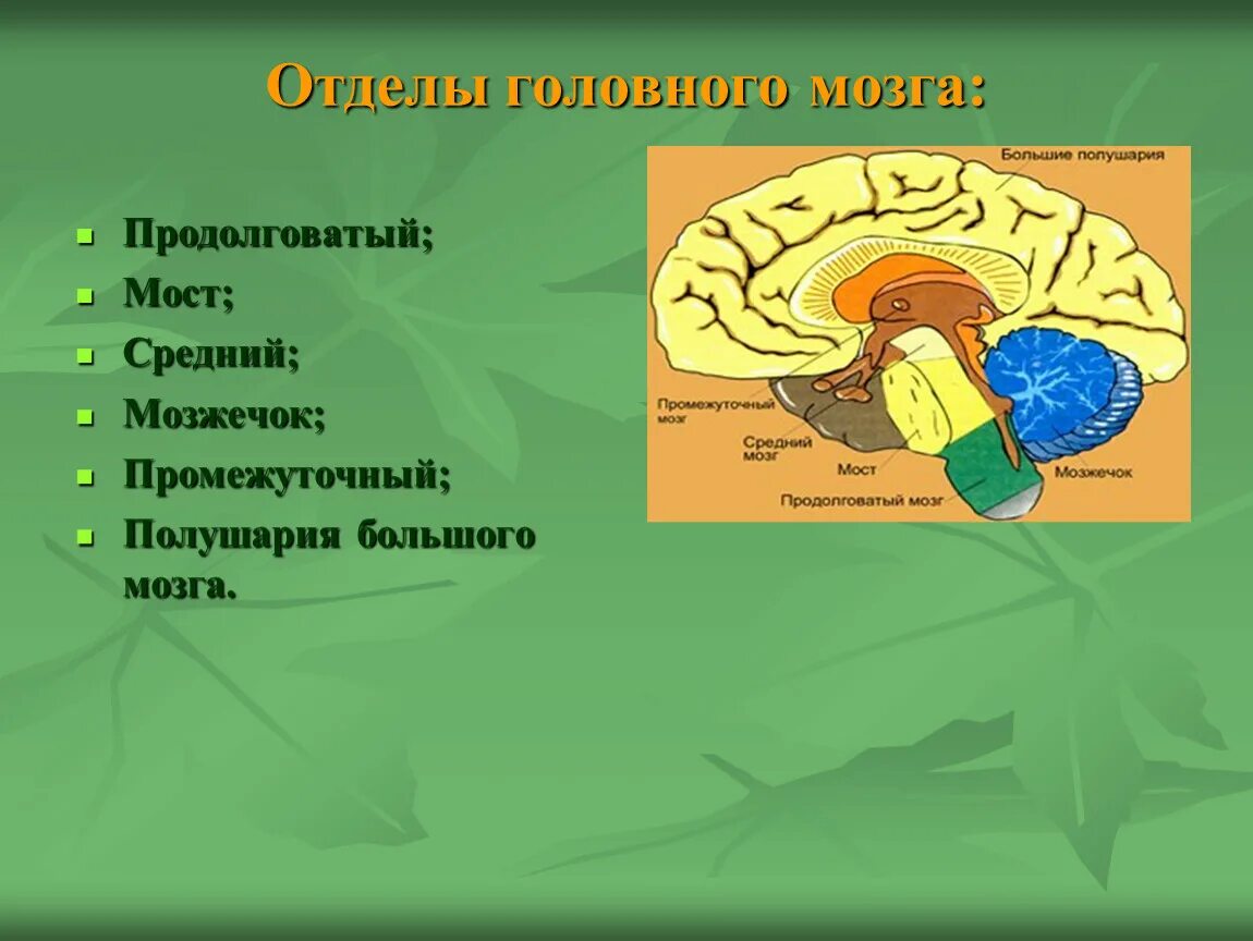 Головной мозг продолговатый средний задний промежуточный. Промежуточный продолговатый мозг и мозжечок. Промежуточный мозг продолговатый мозг мозжечок большие полушария. Продолговатый средний промежуточный мозг.