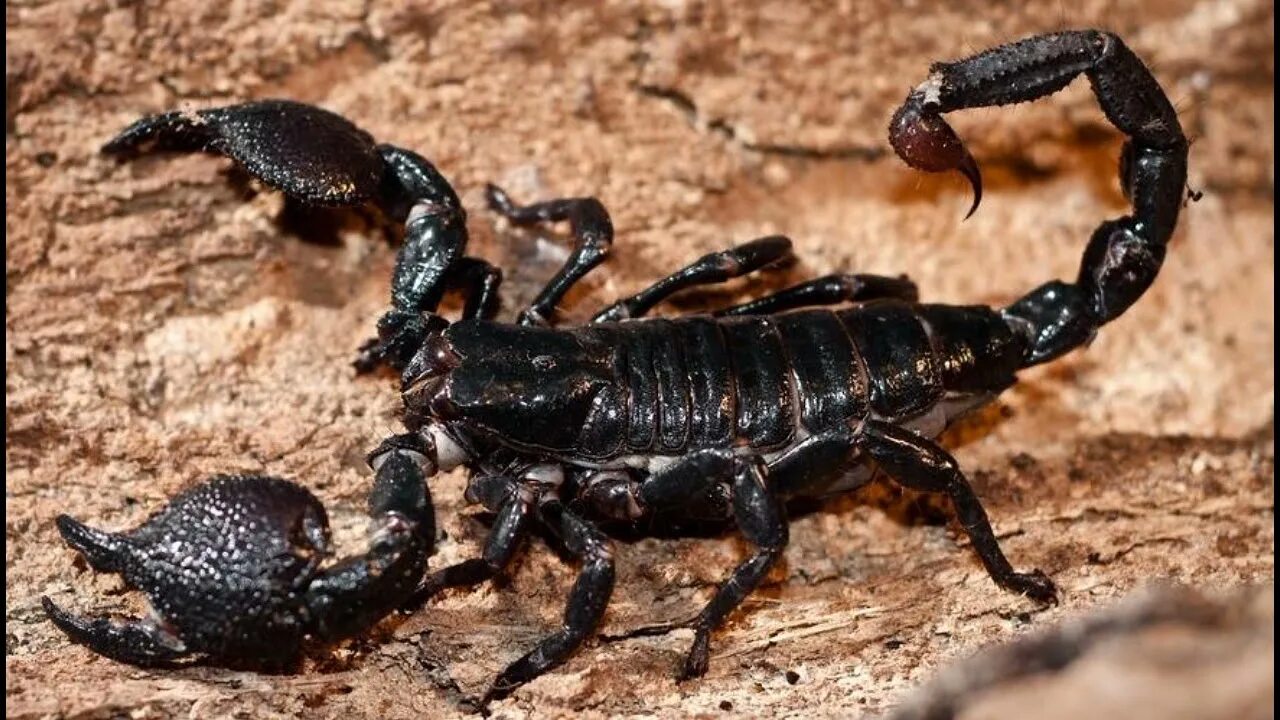 Императорский Скорпион. Скорпионы паукообразные. Африканский Маурус Скорпион. Pandinus Imperator.