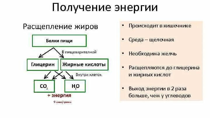 Синтез энергии происходит в ответ