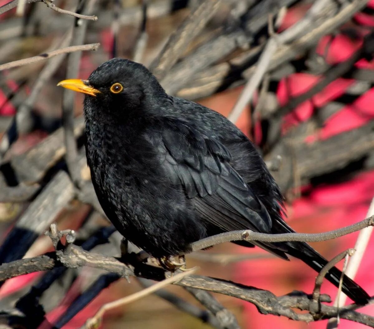 Blackbird bird