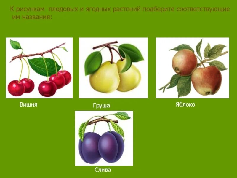 Плодовые деревья (вишня, яблоня, груша, слива).. Плодовые деревья для дошкольников. Плодовые деревья названия для детей. Плодовые растения слива.