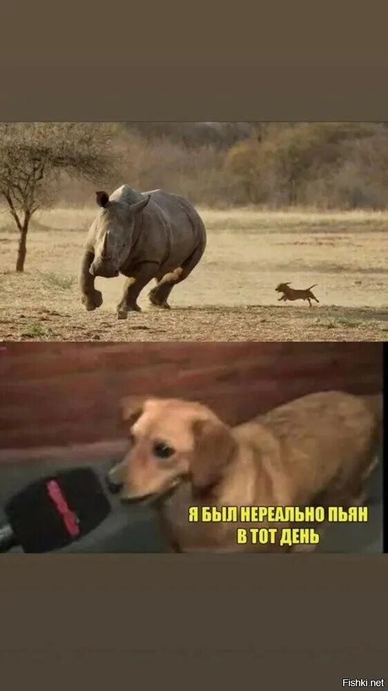 Как бы я не был пьян. Я был нереально пьян в тот день. шутка про носорога. носорог и собака...выпивши был.