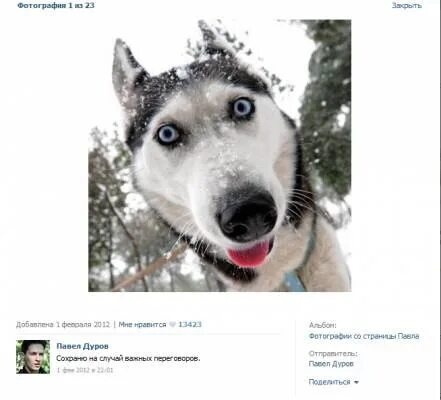 Дуров с собакой. Собака дурова. Dogs дуров. Дуров с собакой. Собачка дурова.