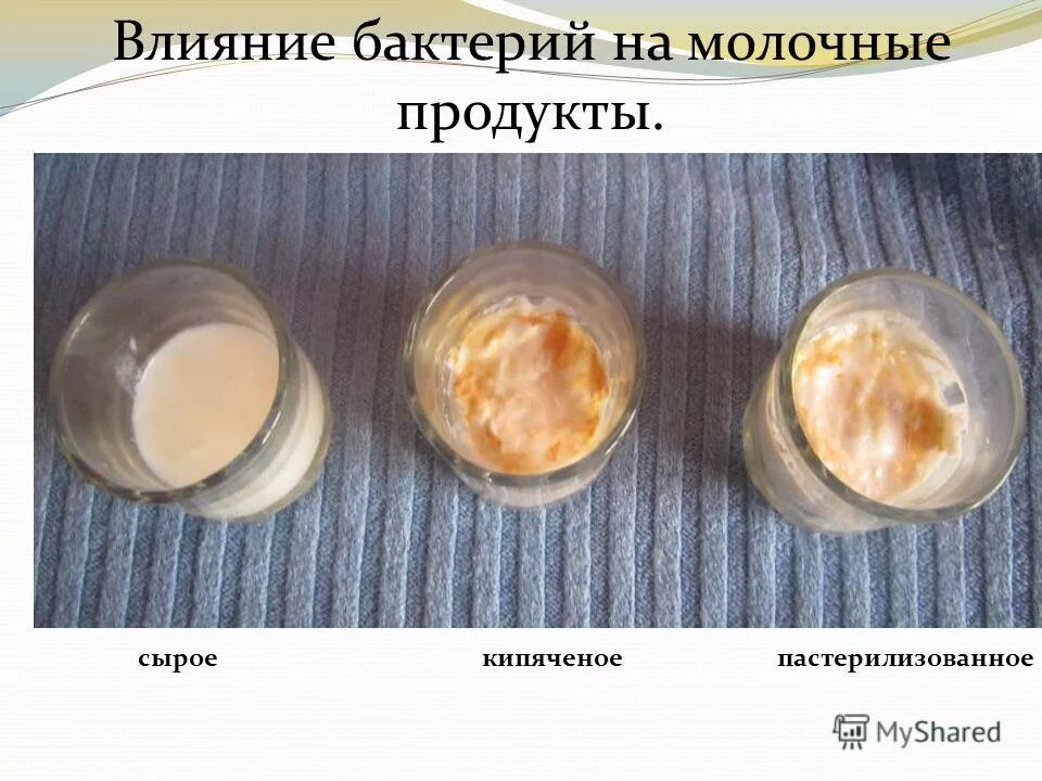 влияет ли бактериальный. влияет ли бактериальный. влияет ли бактериальный. бактерии вызывающие порчу продуктов. влияет ли бактериальный.