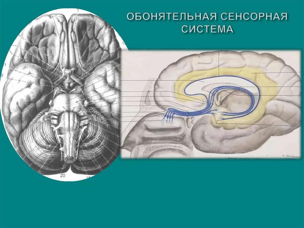 Обонятельная. Обонятельный бугорок мозга. Обонятельная сенсорная система. Центральный отдел обонятельной сенсорной системы. Периферический отдел обонятельной сенсорной системы.