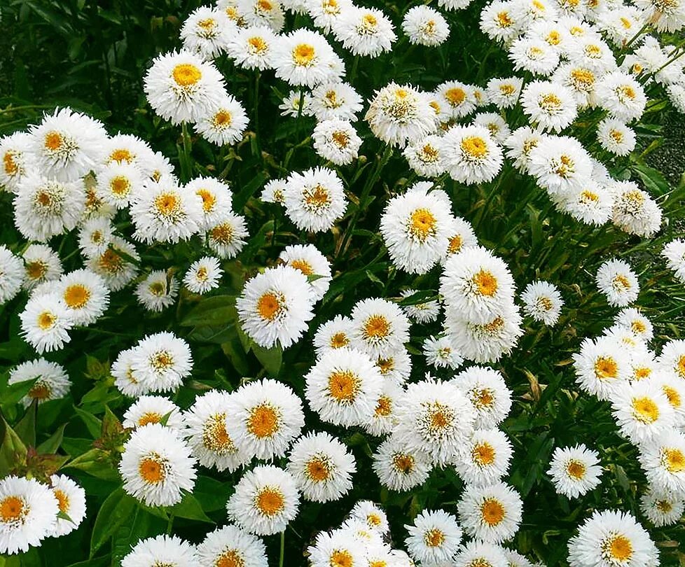 маргаритка махровая монтероза. нивяник вёррэл сьюприм. маргаритка многолетняя экстра. ромашка фиона сады россии. нивяник аглая.