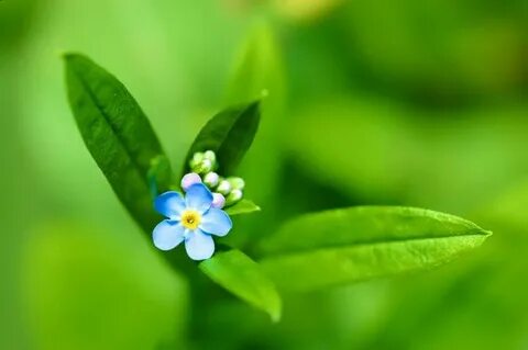A small flower