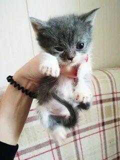 Котята за 1 рубль