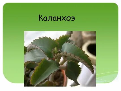 Приспособление каланхоэ