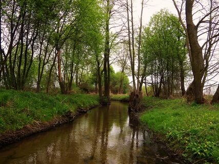 Floraiku spring river