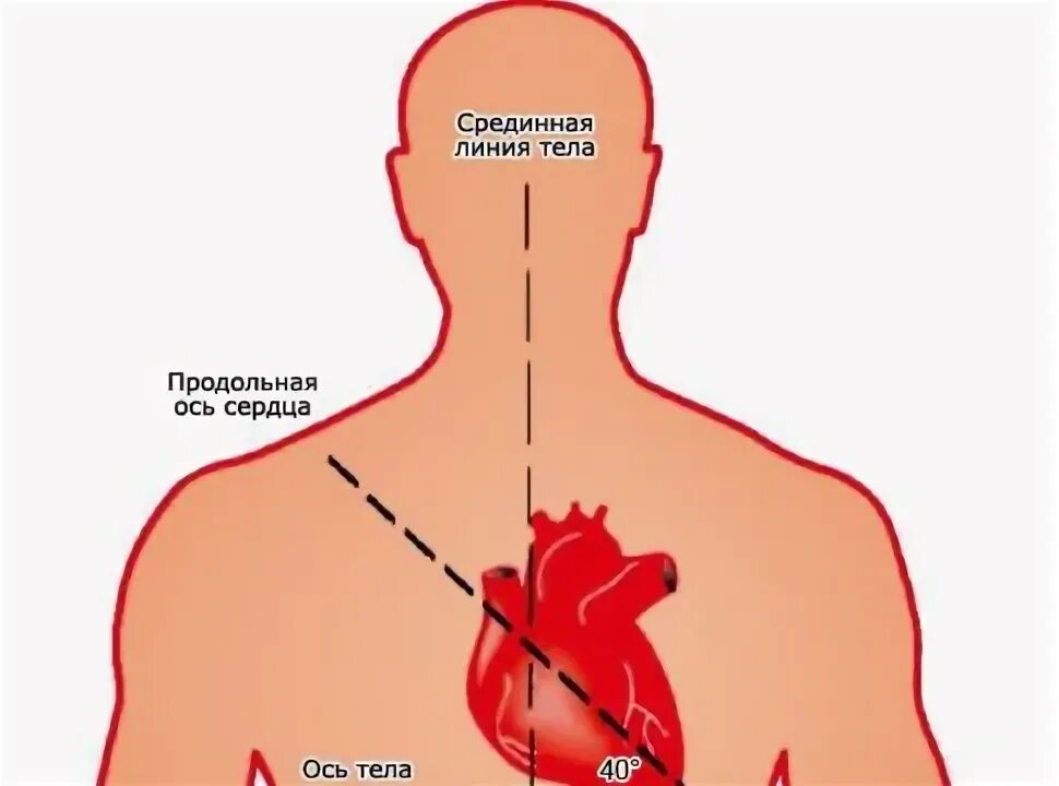 Место в сердце. Сердце в руках. Где сердце у человека. Занимает отдельное место в сердце. Расположение сердца у человека.
