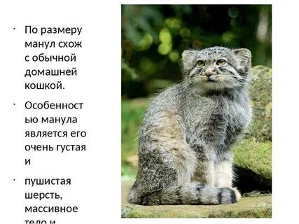 Животные из красной книги кот