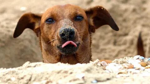 Dog hole