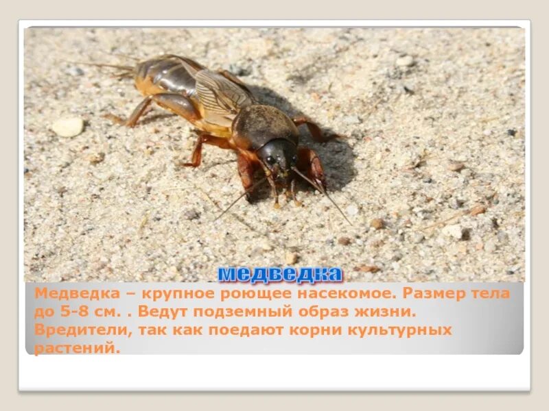 Тип конечности медведки