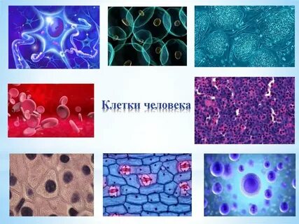Клетка живой ткани называется