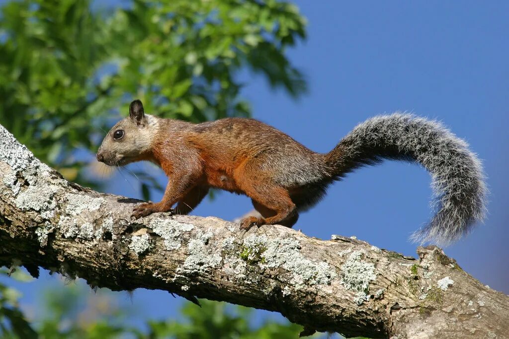 Пестрая белка. Sciurus VARIEGATOIDES. Sciurus Richmondi. Белка Стейнджера. Белка Стейнджера в Камеруне.