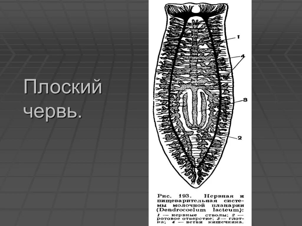 Тест по плоским червям. Строение плоских червей. Строение плоского червя 7 класс. Плоские черви хищники. Строение плоских червей 7.