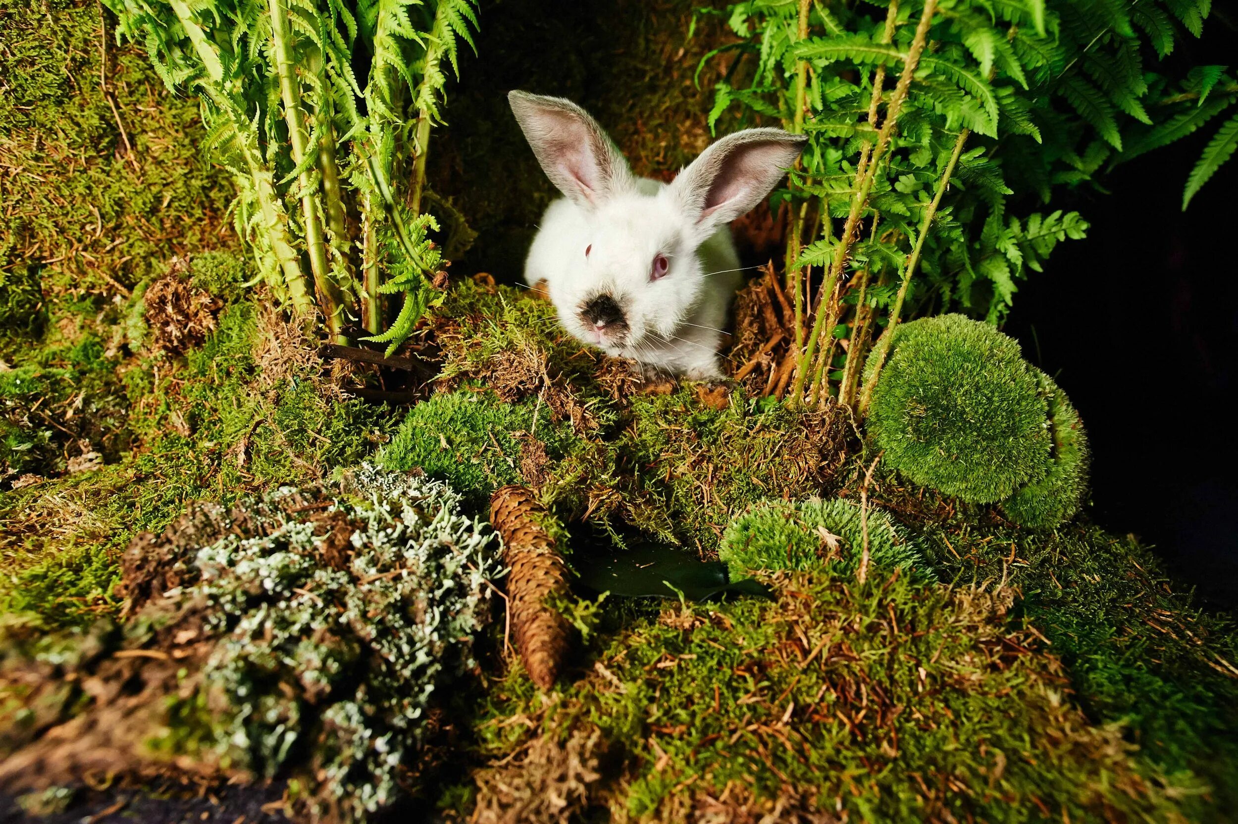 живые кролики в цветах. где живет зайчик. зайчик в лесу. заяц живет. домашние кролики декоративные.
