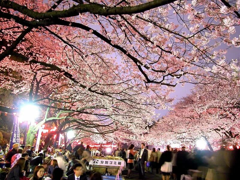 Уено. Парк Уэно в Японии. Сад Уэно Токио. Ханами в Токио – парк Уэно. Сакура цветёт Уэно Токио.