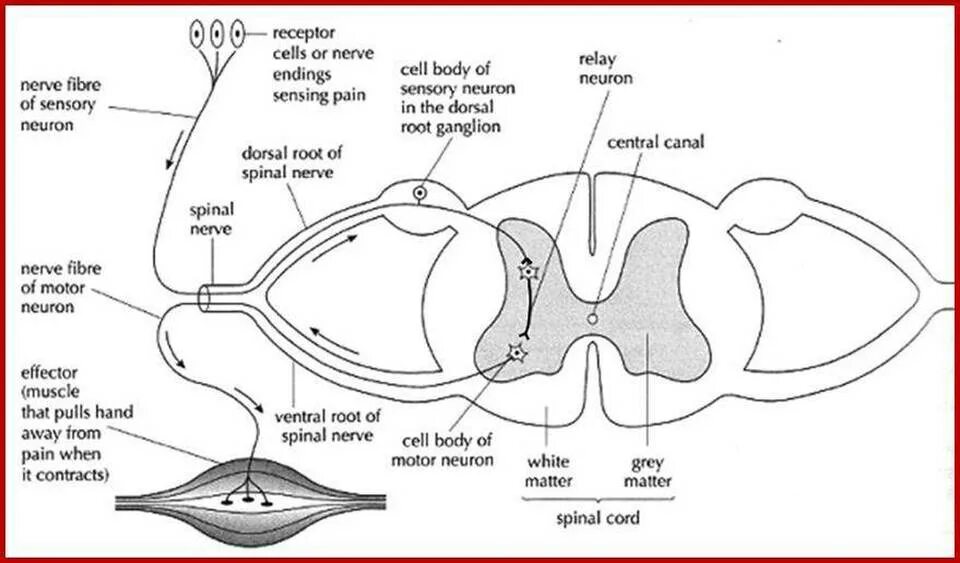 Reflex Arc. Nerve Reflex Arc. Reflex Arc Complex. Spinal Cord simple Reflex Arc. Рефлекс клетки