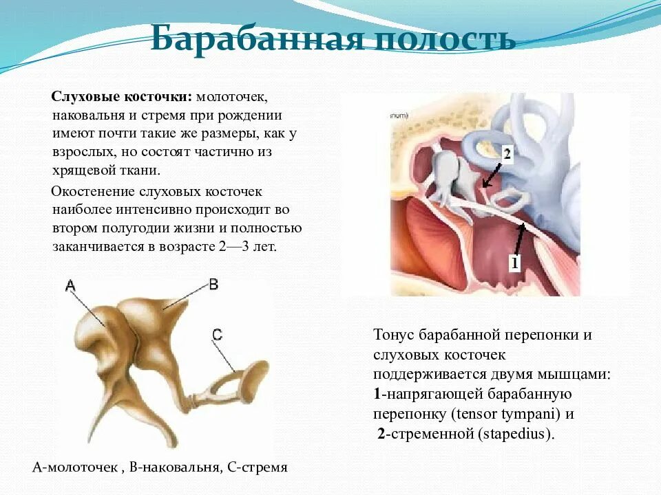 Какую функцию выполняют слуховые косточки. Молоточек наковальня стремечко. Строение барабанной полости. Косточки барабанной полости. Слуховые косточки (молоточек, наковальня, стремя), евстахиева труба.