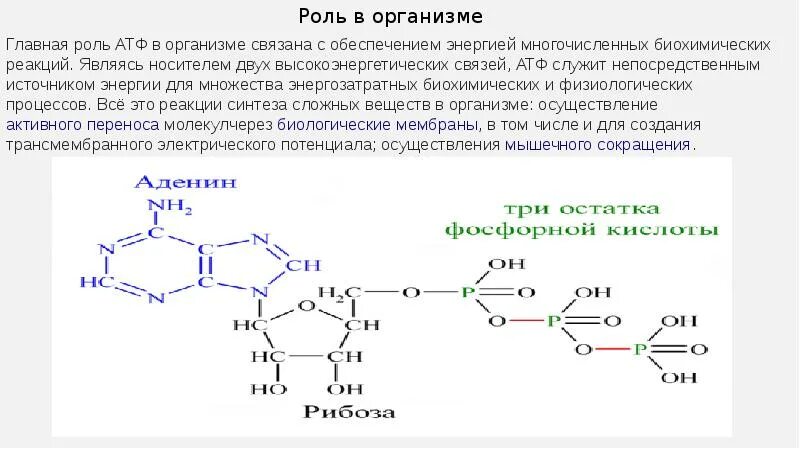 Продуктом является атф. Структура АТФ биохимия. Строение и биологическая роль АТФ. Функции АТФ биохимия. Особенности химического строения АТФ.