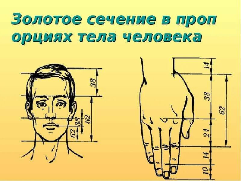 Программы золотое сечение. Золотое сечение. золотое сечение математика. золотое сечение гармоничная пропорция. пропорции лица по золотому сечению.