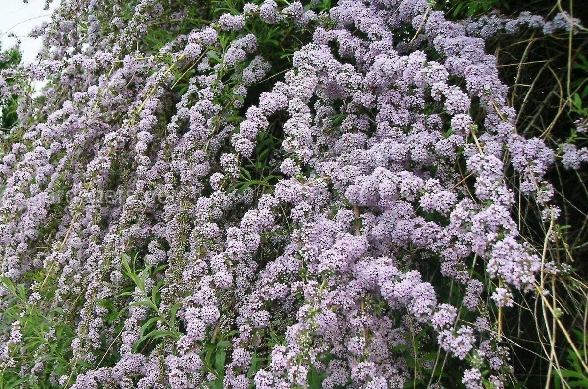 Будлея очереднолистная. Многолетник Буддлея Давида. Buddleja alternifolia. Буддлея очереднолистная.