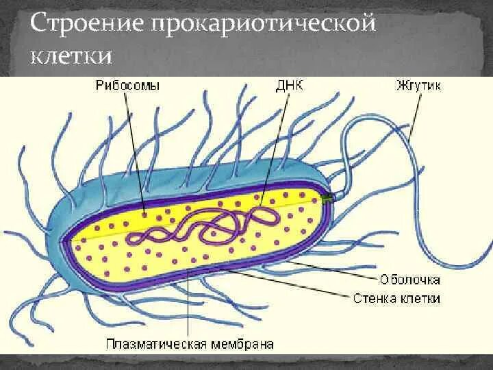 Появление прокариотической клетки. Схема строения прокариотической клетки. Схема строения прокариотической клетки рисунок. Комбинированная схема строения прокариотической клетки. Прокариотическая клетка схема строения.