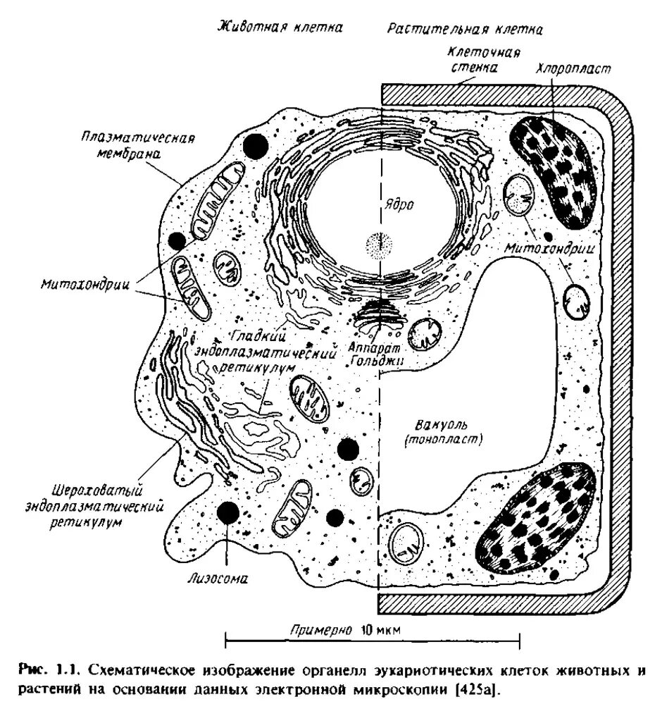 Строение эукариотической клетки животного и растения. Комбинированная схема строения эукариотической клетки. Схема строения эукариотической растительной клетки. Строение эукариотической клетки черно-белые. Растительная клетка рисунок схематично
