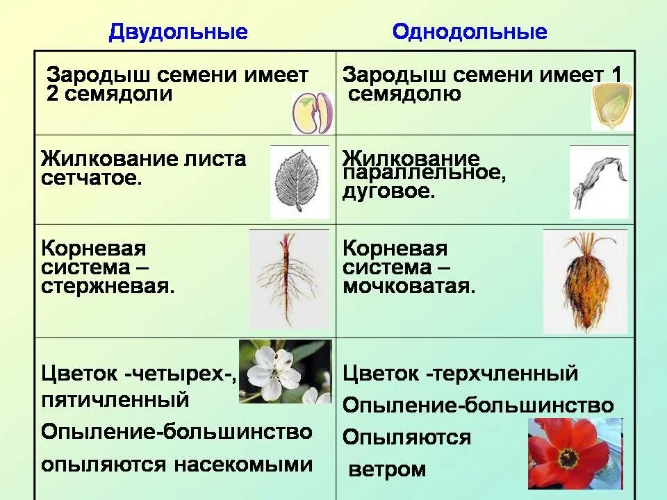 Семейства однодольных и двудольных растений. Характеристика однодольных и двудольных растений. Покрытосеменные растения Однодольные и двудольные. Семейства покрытосеменных двудольных растений.