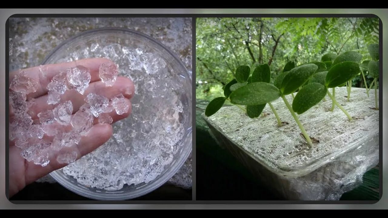 Удерживают цветки. Цветы для срезки. Сохранение срезанных роз в букете. Удерживают цветки. Удерживают цветки.