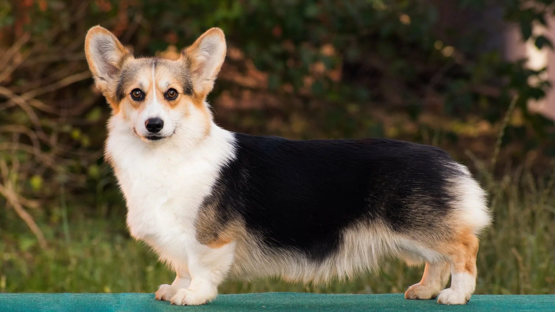 собаки породы вельш корги пемброк. вельш корги пемброк черный. вельш корги пемброк черный. корги триколор пемброк. корги корги пемброк.