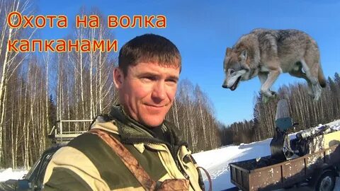 Волчий капкан
