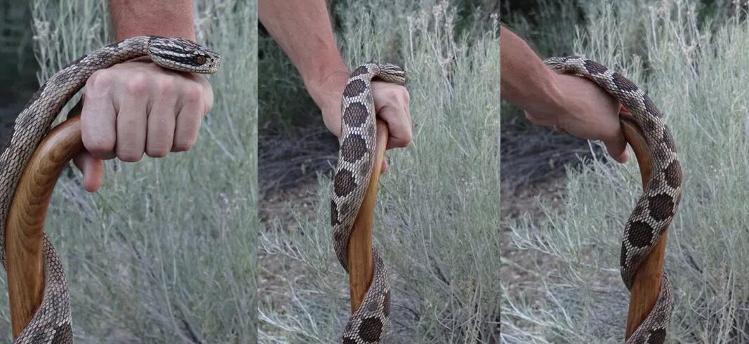 Snake walk