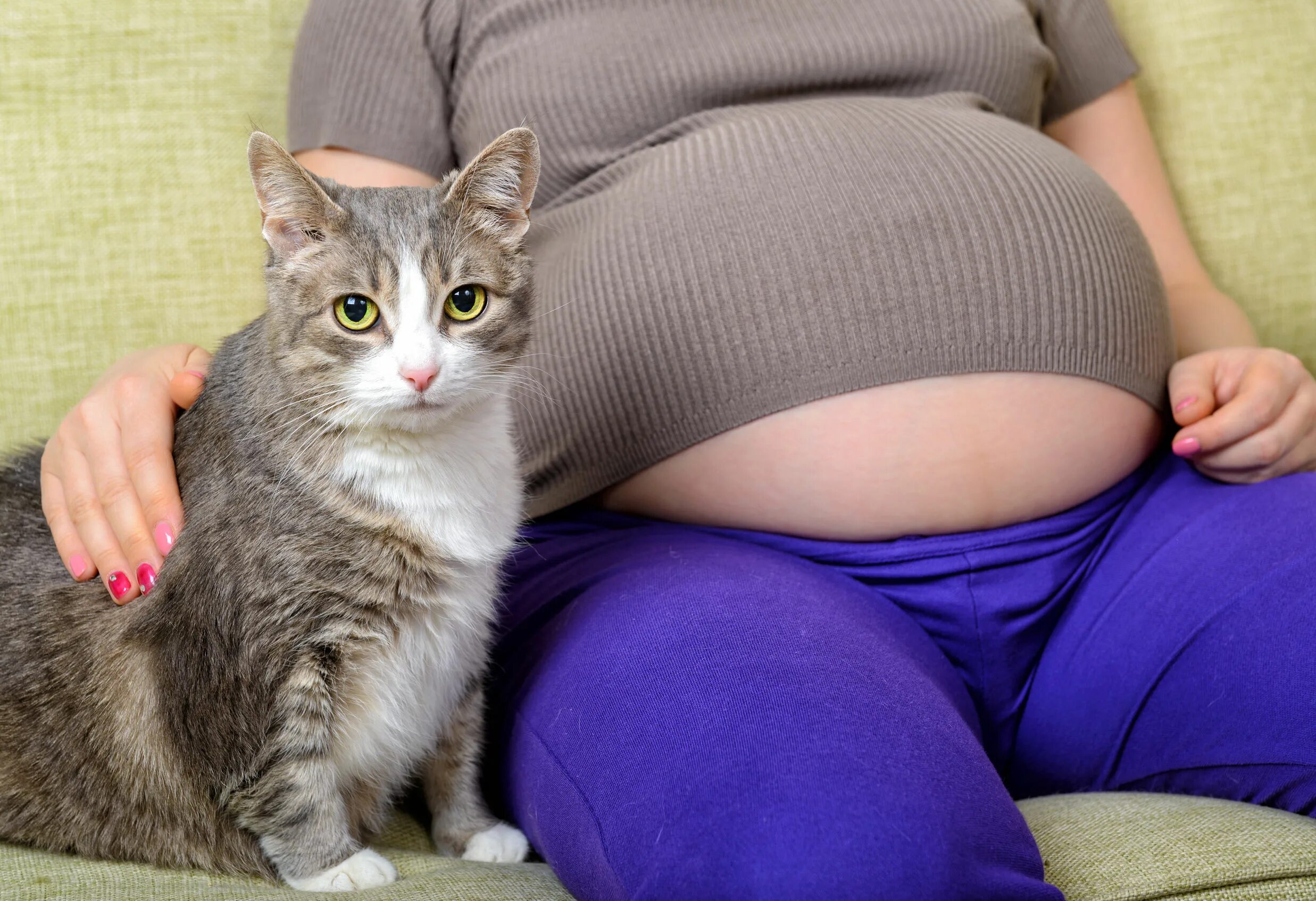 Беременность кошки. Беременная кошечка.