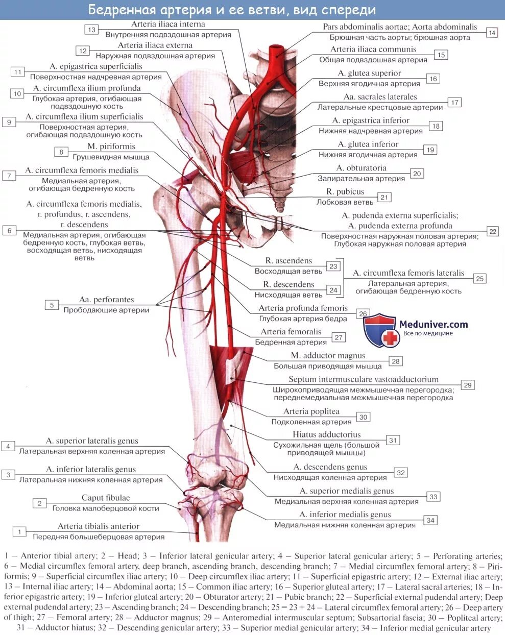 Ветви бедренной артерии схема. Медиальная огибающая артерия бедра. Внутренняя подвздошная артерия схема. Бедренная артерия топография ветви. Артерии нижней конечности бедренная