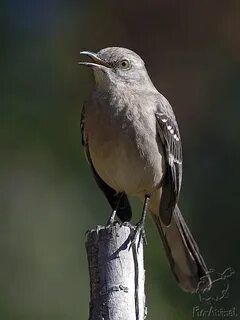 Пересмешник слушать