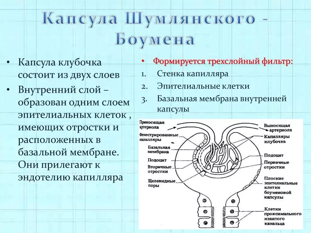 Состоят из 1 слоя клеток. Строение капсулы Боумена-Шумлянского. Капсула Боумена-Шумлянского функции. Капсула Шумлянского Боумена клубочек слои. Строение клубочков Боумена Шумлянского.