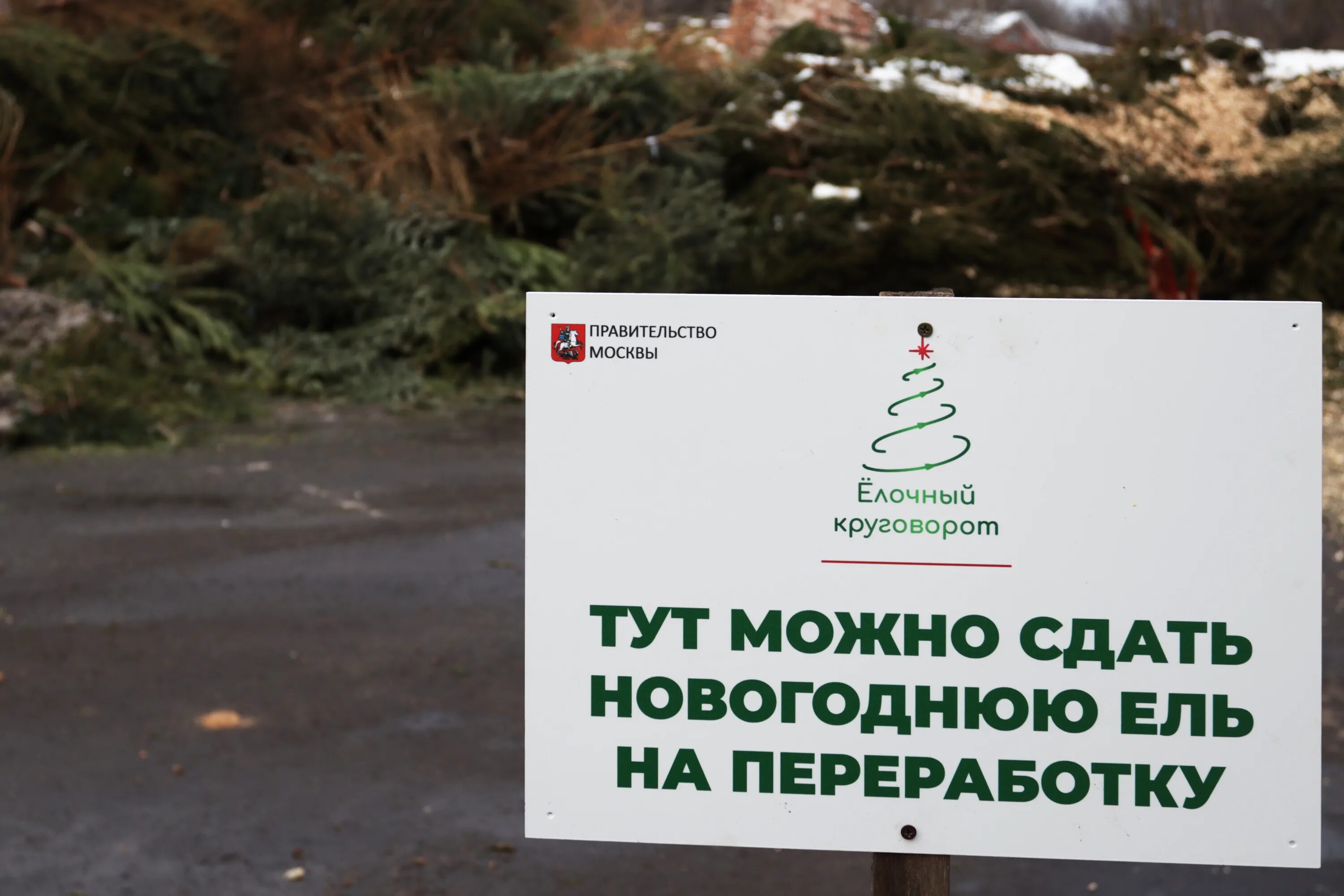 пункты приема елок в москве 2024