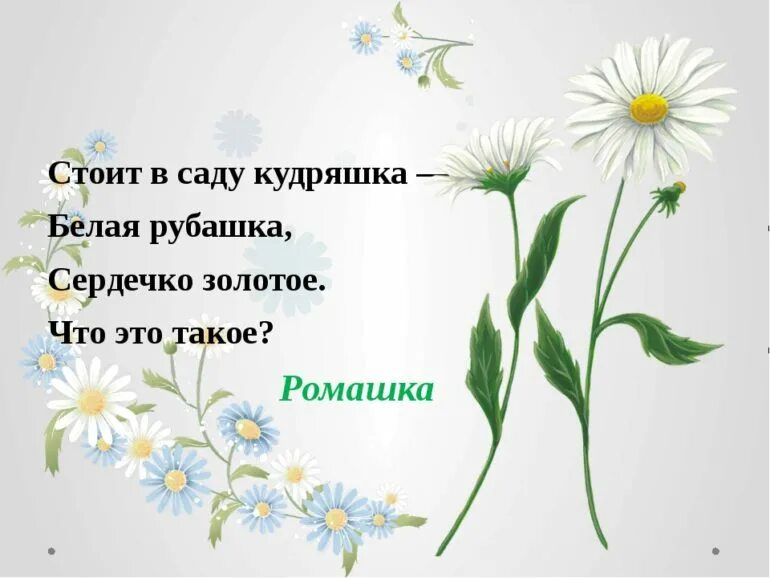 Отгадай загадку белая корзинка золотое донце. Загадка про ромашку. Загадка про ромашку для детей. Стих загадка про ромашку. Стихотворение про ромашку.