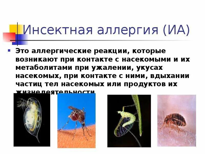 Инсектная аллергия у детей. Классификация инсектной аллергии. Пищевая аллергия проявления на коже. Определение. Инсектная аллергия у детей.